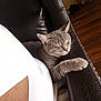 animal, cat, closed_eyes, comfort, cozy, domestic, feline, furniture, gray_cat, home, indoor, leather_couch, paw, peaceful, pet, relaxed, resting, sleeping, whiskers, wooden_floor