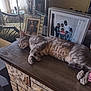 Duke is registered to the contest to win money with this photo: cat, chair, cozy, curtains, decor, family_photo, framed_photos, furniture, gray_cat, indoor, lamp, living_room, mantle, pet, relaxed, sleeping, stone_fireplace, tabby_cat, window, wooden_surface