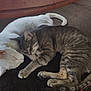 Duke is registered to the contest to win money with this photo: cat, cats, sleeping, snuggling, white_cat, gray_tabby_cat, fur, pets, animal, domestic_animal, cozy, resting, cute, companionship, indoor, carpet, closeup, whiskers, tail, paws