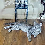 Duke is registered to the contest to win money with this photo: animal, cat, chair, curious, cute, domestic, ears, flooring, furniture, grey_cat, home, indoor, laying_down, pet, relaxed, resting, shadow, tabby, whiskers, wooden_floor