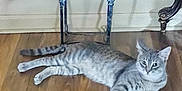 Duke is registered to the contest to win money with this photo: animal, cat, chair, curious, cute, domestic, ears, flooring, furniture, grey_cat, home, indoor, laying_down, pet, relaxed, resting, shadow, tabby, whiskers, wooden_floor