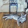 animal, cat, chair, curious, cute, domestic, ears, flooring, furniture, grey_cat, home, indoor, laying_down, pet, relaxed, resting, shadow, tabby, whiskers, wooden_floor