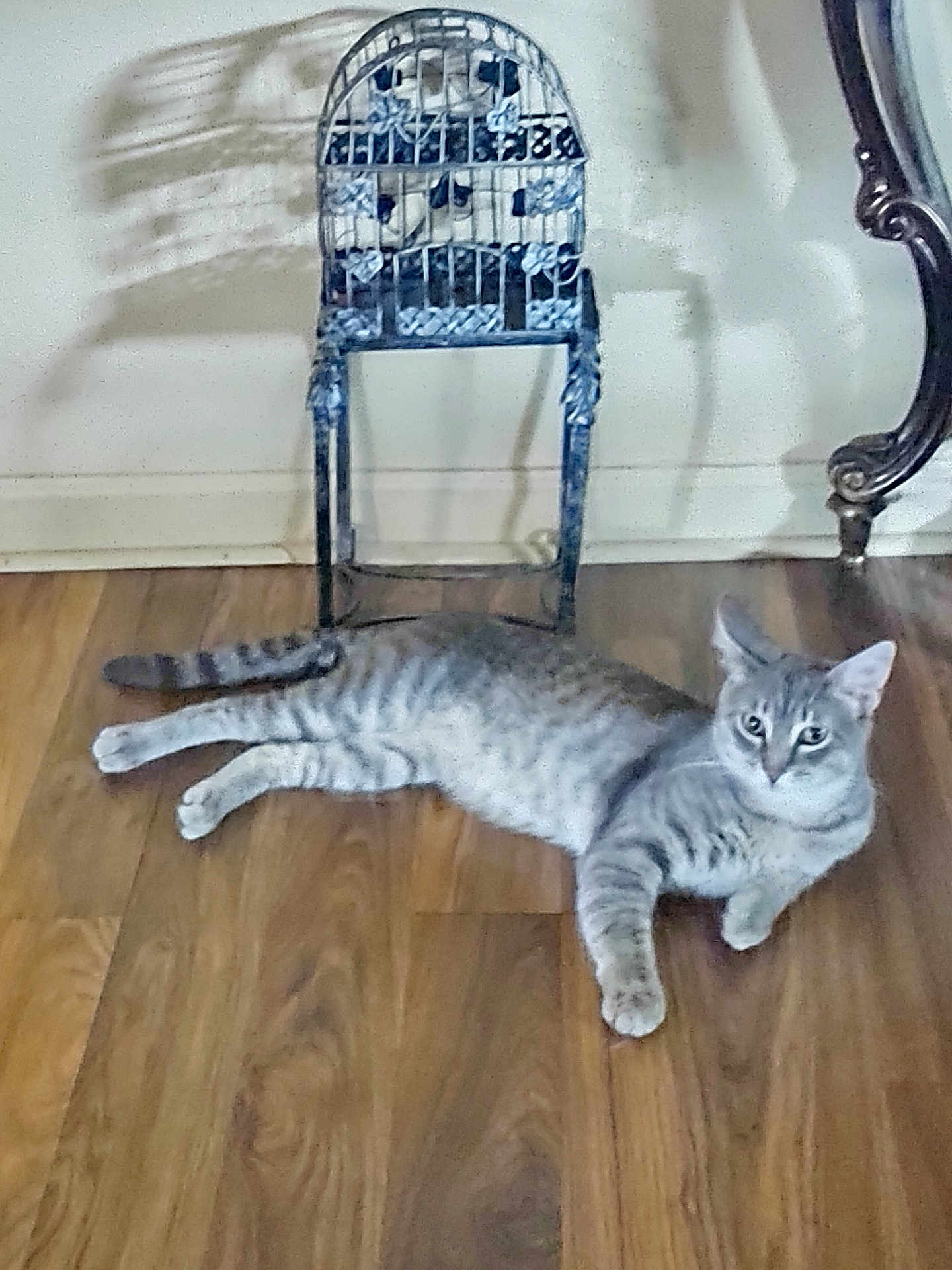 Duke is registered to the contest to win money with this photo: animal, cat, chair, curious, cute, domestic, ears, flooring, furniture, grey_cat, home, indoor, laying_down, pet, relaxed, resting, shadow, tabby, whiskers, wooden_floor