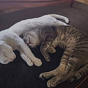 Duke is registered to the contest to win money with this photo: cat, cats, sleeping, nap, fur, white_cat, grey_tabby, pets, animal, cute, cozy, indoor, floor, carpet, resting, relaxation, whiskers, tail, paw, friendship