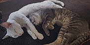 Duke is registered to the contest to win money with this photo: animal, carpet, cat, cats, cozy, cute, floor, friendship, fur, grey_tabby, indoor, nap, paw, pets, relaxation, resting, sleeping, tail, whiskers, white_cat