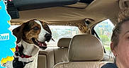 Aries Aka Boogie is registered to the contest to win money with this photo: dog, car_interior, basketball, person, air_freshener, rearview_mirror, seat, window, headrest, clothing, daylight, animal, pet, happy, leather_seat, casual, transportation, road_sign, sunroof, harness