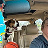 dog, car_interior, basketball, person, air_freshener, rearview_mirror, seat, window, headrest, clothing, daylight, animal, pet, happy, leather_seat, casual, transportation, road_sign, sunroof, harness