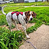 Aries Aka Boogie is registered to the contest to win money with this photo: dog, canine, pet, harness, sidewalk, grass, plants, residential_area, house, window, car, outdoor, daytime, curious, leash, brown_and_white, fur, ears, tail, nature