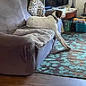 dog, couch, living_room, pillow, rug, wood_floor, television, table, lamp, blanket, basket, toy, pet, indoor, furniture, relaxed, white, brown, spot, collar