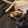 Aries Aka Boogie joined the competition — help win amazing prizes! dog, pet, collar, chewing, blanket, fur, brown, white, bed, indoor, relaxed, lying_down, canine, animal, paw, snout, resting, toy, comfort, playful