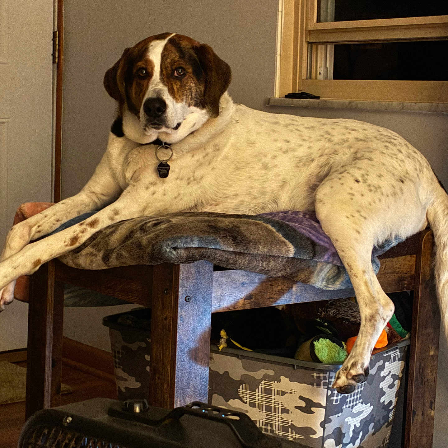 Aries Aka Boogie is registered to the contest to win money with this photo: dog, indoor, furniture, stool, cushion, relaxed, spotted, pet, brown, white, legs, tail, tag, window, curtain, wooden, storage_bin, camouflage, household, cozy