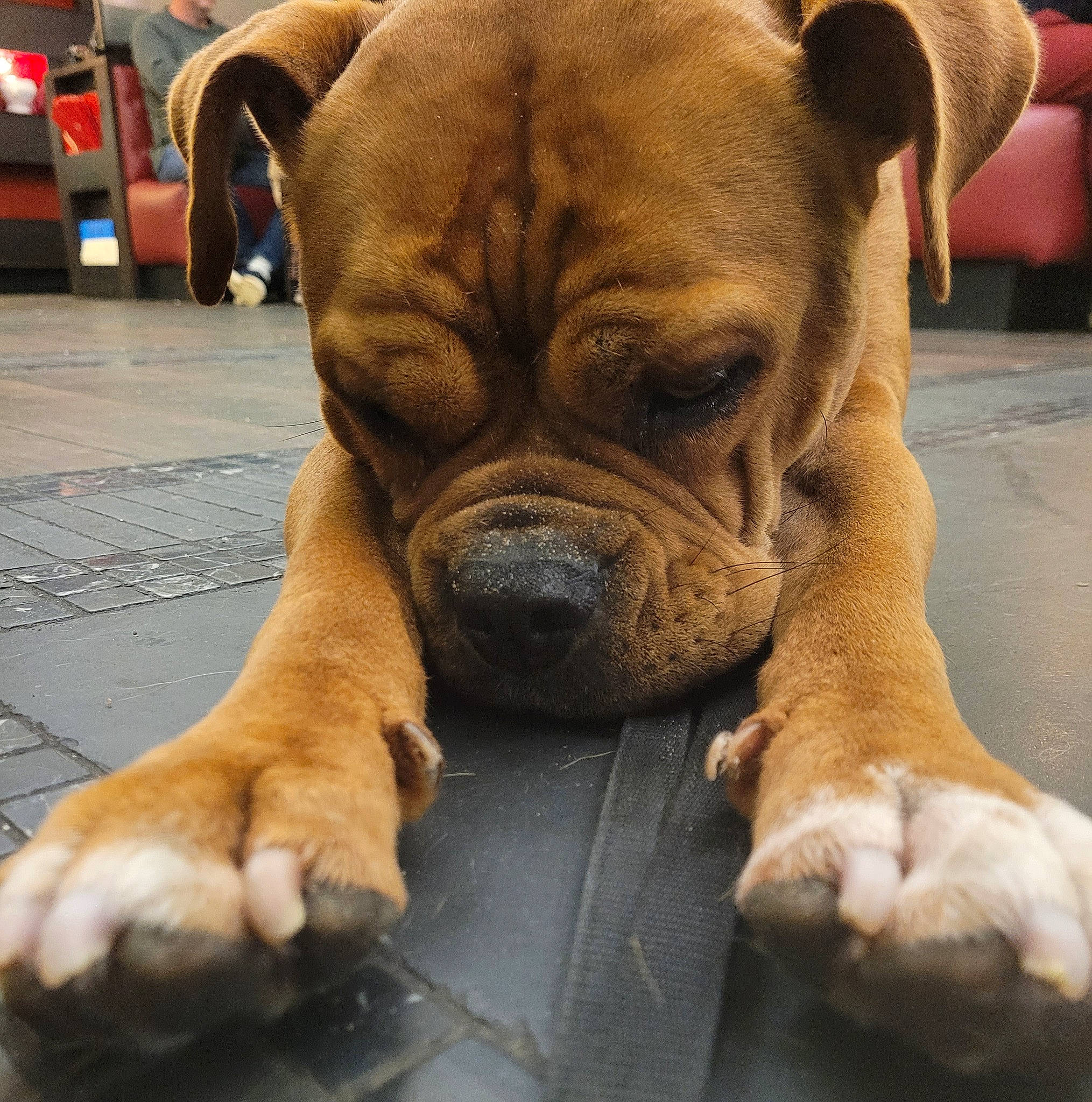 Shadow participe au concours pour gagner de l'argent avec cette photo : bored, bulldog, canidae, carnivore, companion_dog, dog, dog_breed, dog_collar, fawn, flooring, giant_dog_breed, liver, molosser, shar_pei, snout, sporting_group, whiskers, working_animal, working_dog, wrinkle