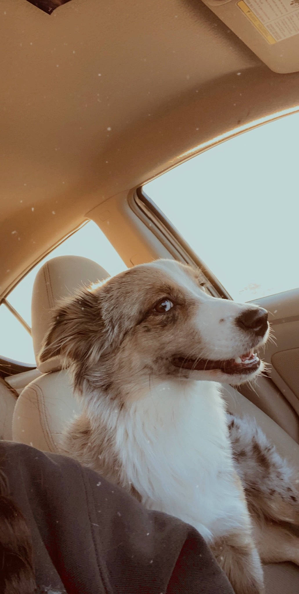 Hope joined the competition — help win amazing prizes! australian_shepherd, border_collie, canidae, carnivore, companion_dog, dog, dog_breed, snout, sporting_group, working_dog