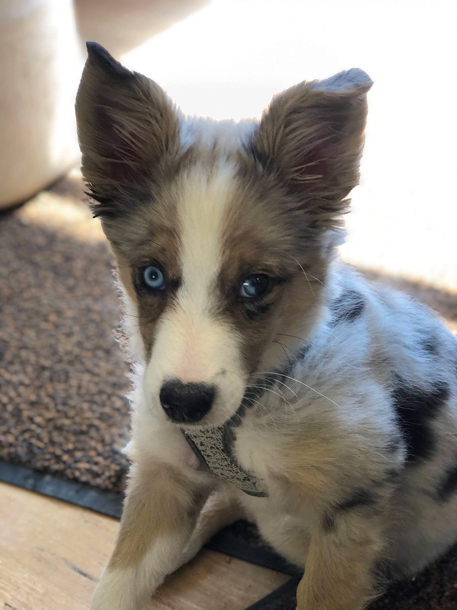 Hope joined the competition — help win amazing prizes! australian_collie, australian_shepherd, border_collie, canidae, carnivore, dog, dog_breed, mammal, puppy, snout, texas_heeler, thai_bangkaew_dog, vertebrate, whiskers, working_dog