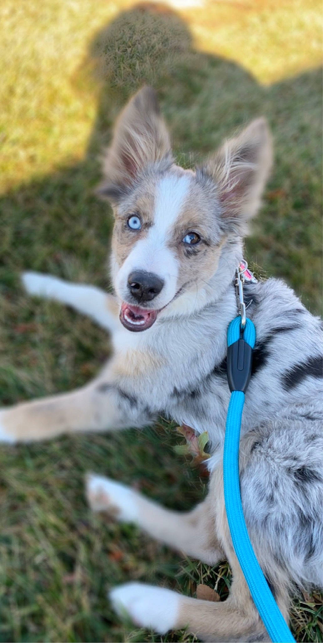 Hope joined the competition — help win amazing prizes! australian_collie, australian_shepherd, border_collie, canidae, carnivore, companion_dog, dog, dog_breed, koolie, mammal, northern_inuit_dog, rare_breed_dog, siberian_husky, snout, tamaskan_dog, vertebrate, welsh_sheepdog, working_dog