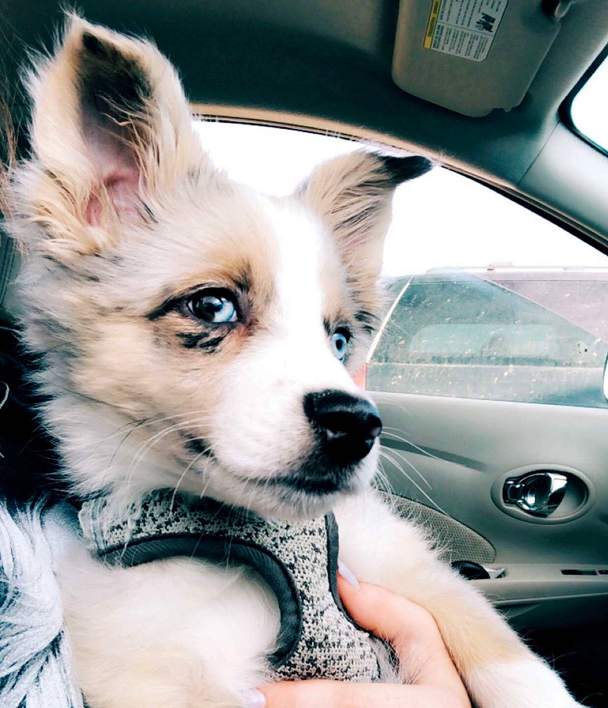 Hope joined the competition — help win amazing prizes! canidae, car, carnivore, companion_dog, dog, dog_breed, ear, eye, fur, mammal, non_sporting_group, nose, puppy, rare_breed_dog, siberian_husky, skin, snout, whiskers