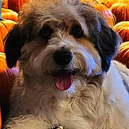 Jaxx is registered to the contest to win money with this photo: animal, autumn, background, closeup, cute, dog, fall, festive, fur, happy, holiday, nature, orange, outdoor, pet, portrait, pumpkin, season, smiling, tongue