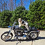 Jaxx is registered to the contest to win money with this photo: animal, black_motorcycle, blue_sky, chrome, daytime, dog, fur, greenery, handlebars, happy, motorcycle, nature, outdoor, parked, pet, seat, shadow, sidewalk, sunny, wheel