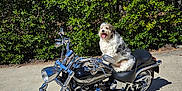 Jaxx joined the competition — help win amazing prizes! animal, black, blue_sky, chrome, concrete, daytime, dog, fluffy, green_bushes, happy, leisure, motorcycle, nature, outdoor, parked, pet, sunny, tongue_out, transportation, vehicle