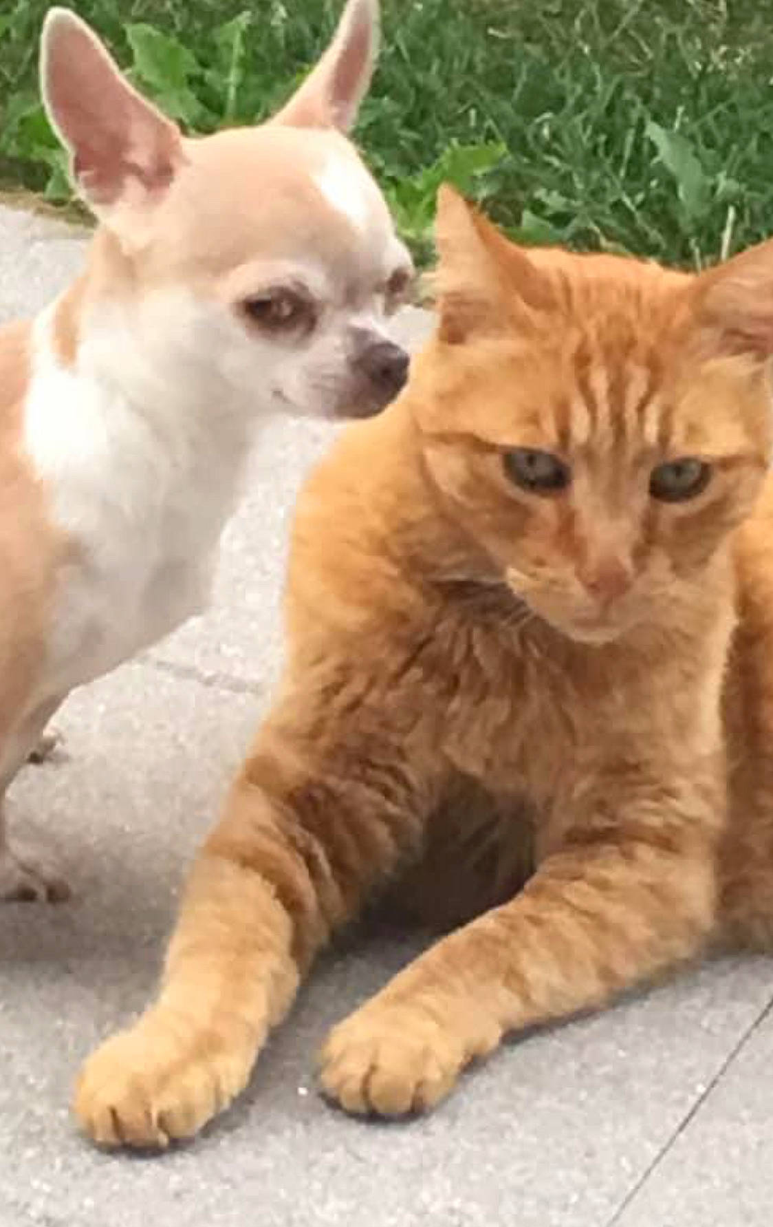 Loulou participe au concours pour gagner de l'argent avec cette photo : carnivore, cat, chihuahua, companion_dog, dog, domestic_short_haired_cat, fawn, felidae, fur, mammal, photo_caption, plant, small_to_medium_sized_cats, snout, tail, terrestrial_animal, toy_dog, vertebrate, whiskers, wildlife