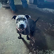 Lainey is registered to the contest to win money with this photo: dog, puppy, collar, concrete_floor, shadow, legs, people, indoor, dim_lighting, black_dog, pet, canine, looking_up, curious, spiked_collar, animal, floor_texture, standing, companion, domestic_animal
