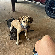 Luke joined the competition — help win amazing prizes! dog, playful, concrete, floor, vehicle, red_truck, tire, wheel, outdoor, legs, footwear, collar, pet, animal, canine, paw, resting, shade, side_step, metal