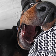 Shelby participe au concours pour gagner de l'argent avec cette photo : animal, black_and_brown, canine, close_up, dog, eye, fabric, fur, indoor, mouth_open, nose, pattern, pet, playful, portrait, resting, snout, teeth, texture, whiskers