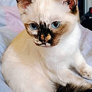 Marshmallow is registered to the contest to win money with this photo: cat, kitten, blue_eyes, fur, animal, pet, close_up, sitting, indoor, blanket, soft, cute, mammal, whiskers, ears, face, young, feline, resting, domestic_animal