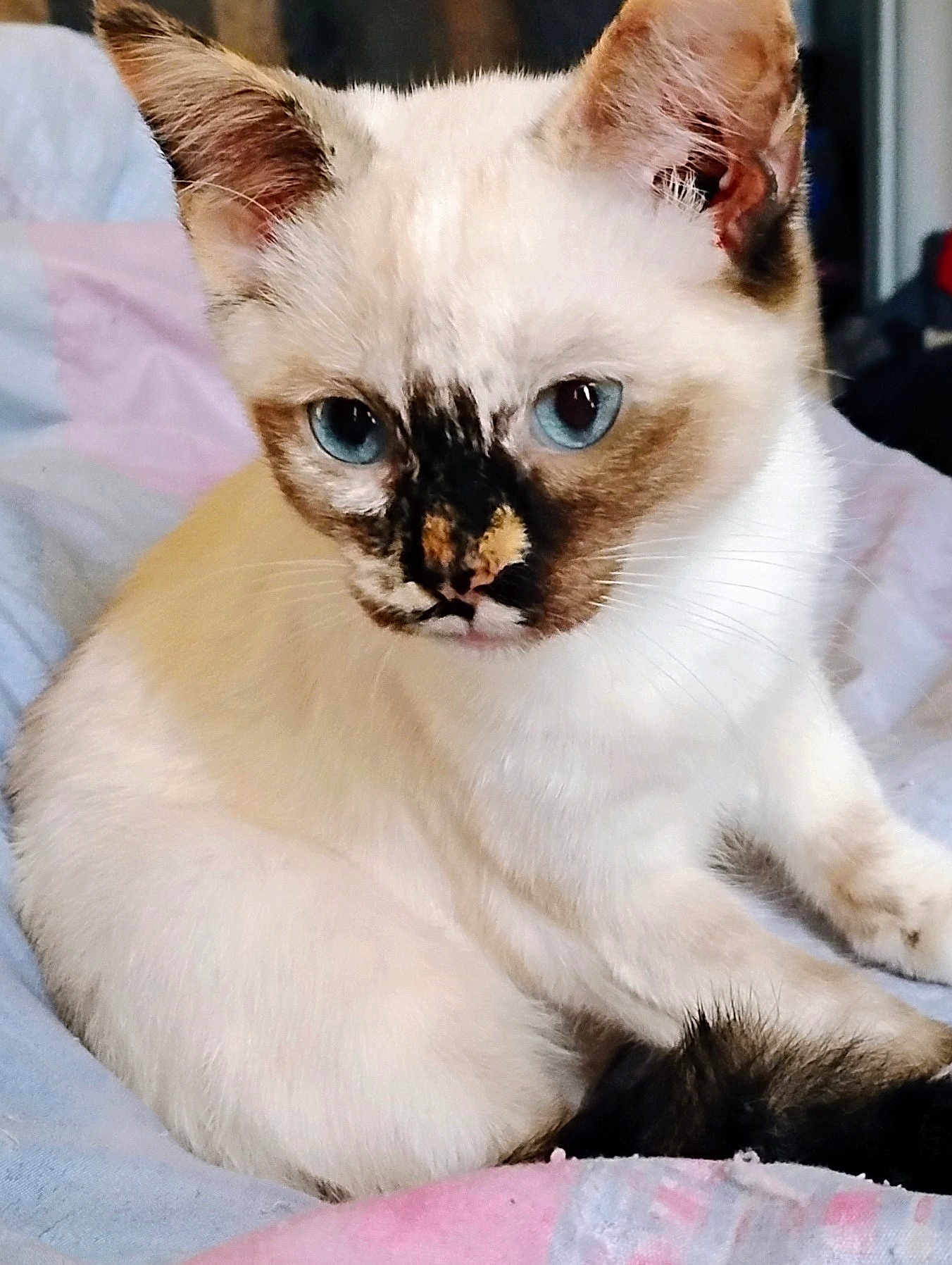 Marshmallow