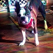 Dixie joined the competition — help win amazing prizes! animal, black_and_white, boston_terrier, canine, colorful_lighting, companion, curious, dog, domestic_animal, ears_up, floor_rug, gate, harness, household, indoor, looking_at_camera, pet, rainbow_reflections, standing, wooden_floor