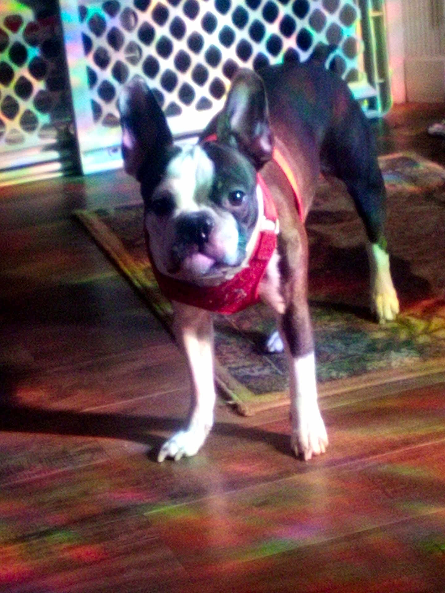Dixie