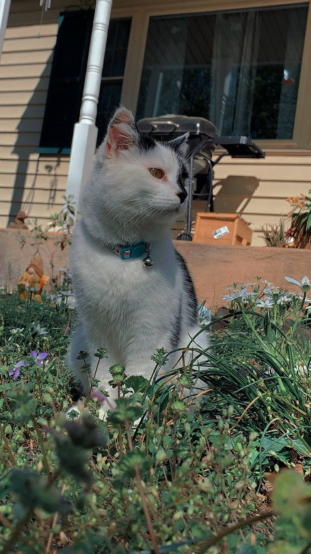 Oreo is registered to the contest to win money with this photo: annual_plant, art, carnivore, cat, domestic_short_haired_cat, felidae, flower, fur, garden, grass, groundcover, herb, herbaceous_plant, plant, shrub, small_to_medium_sized_cats, snout, tail, whiskers, window