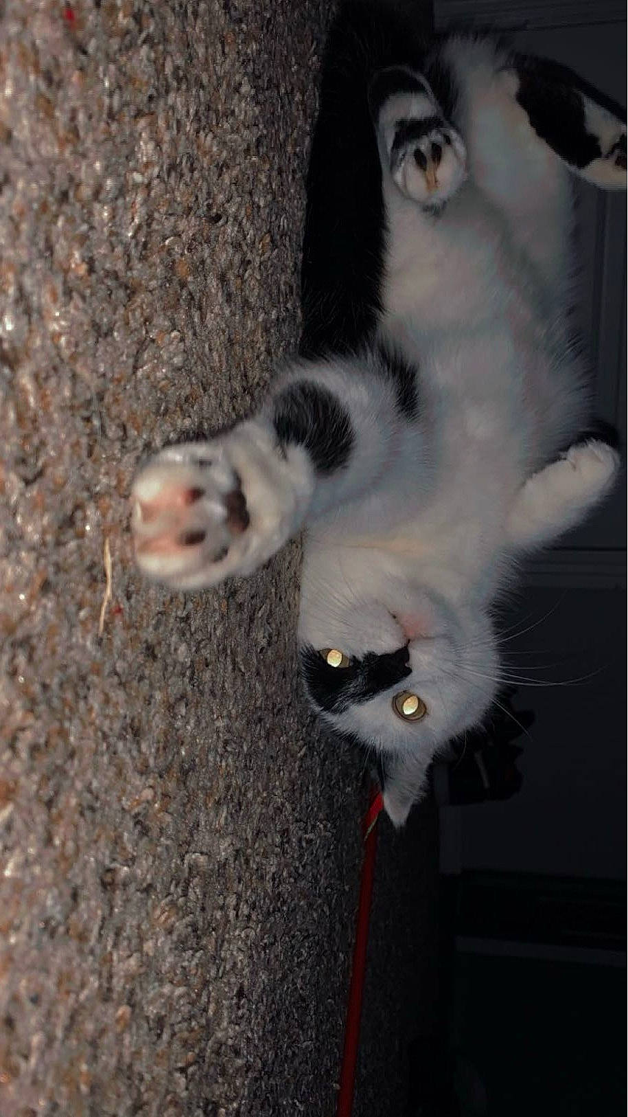 Oreo joined the competition — help win amazing prizes! carnivore, cat, cat_toy, claw, domestic_short_haired_cat, felidae, foot, fur, paw, photo_caption, small_to_medium_sized_cats, snout, tail, terrestrial_animal, whiskers, window