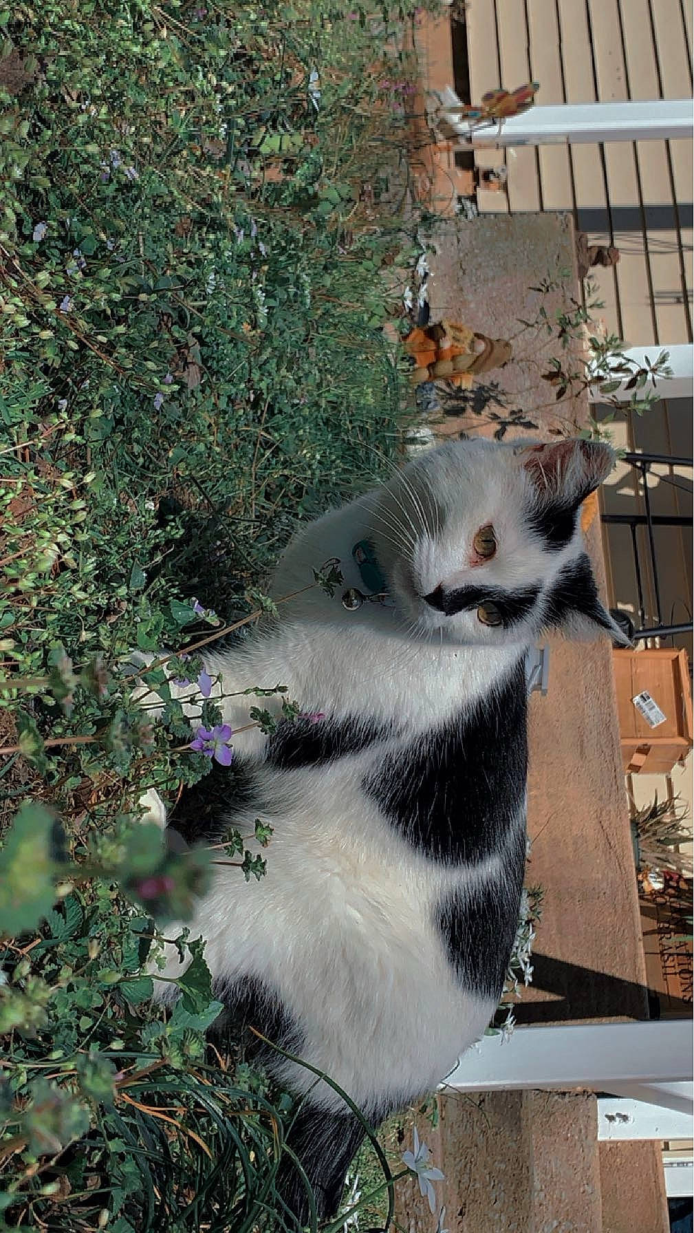 Oreo joined the competition — help win amazing prizes! art, beak, building, carnivore, cat, domestic_short_haired_cat, felidae, fur, grass, house, metal, plant, small_to_medium_sized_cats, snout, tail, terrestrial_animal, tree, whiskers, wildlife, window