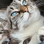 Lola joined the competition — help win amazing prizes! cat, blue_eyes, whiskers, close_up, portrait, fur, paw, tabby, domestic_cat, white_fur, striped, nose, feline, relaxed, indoor, looking_up, bright_eyes, soft, pet, cozy