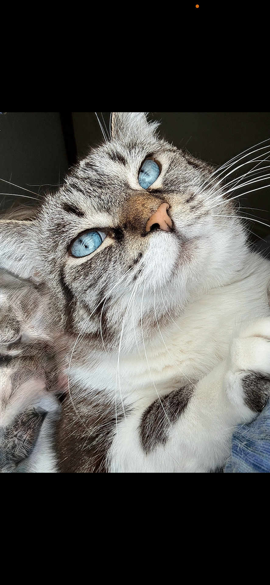 Lola joined the competition — help win amazing prizes! cat, blue_eyes, whiskers, close_up, portrait, fur, paw, tabby, domestic_cat, white_fur, striped, nose, feline, relaxed, indoor, looking_up, bright_eyes, soft, pet, cozy