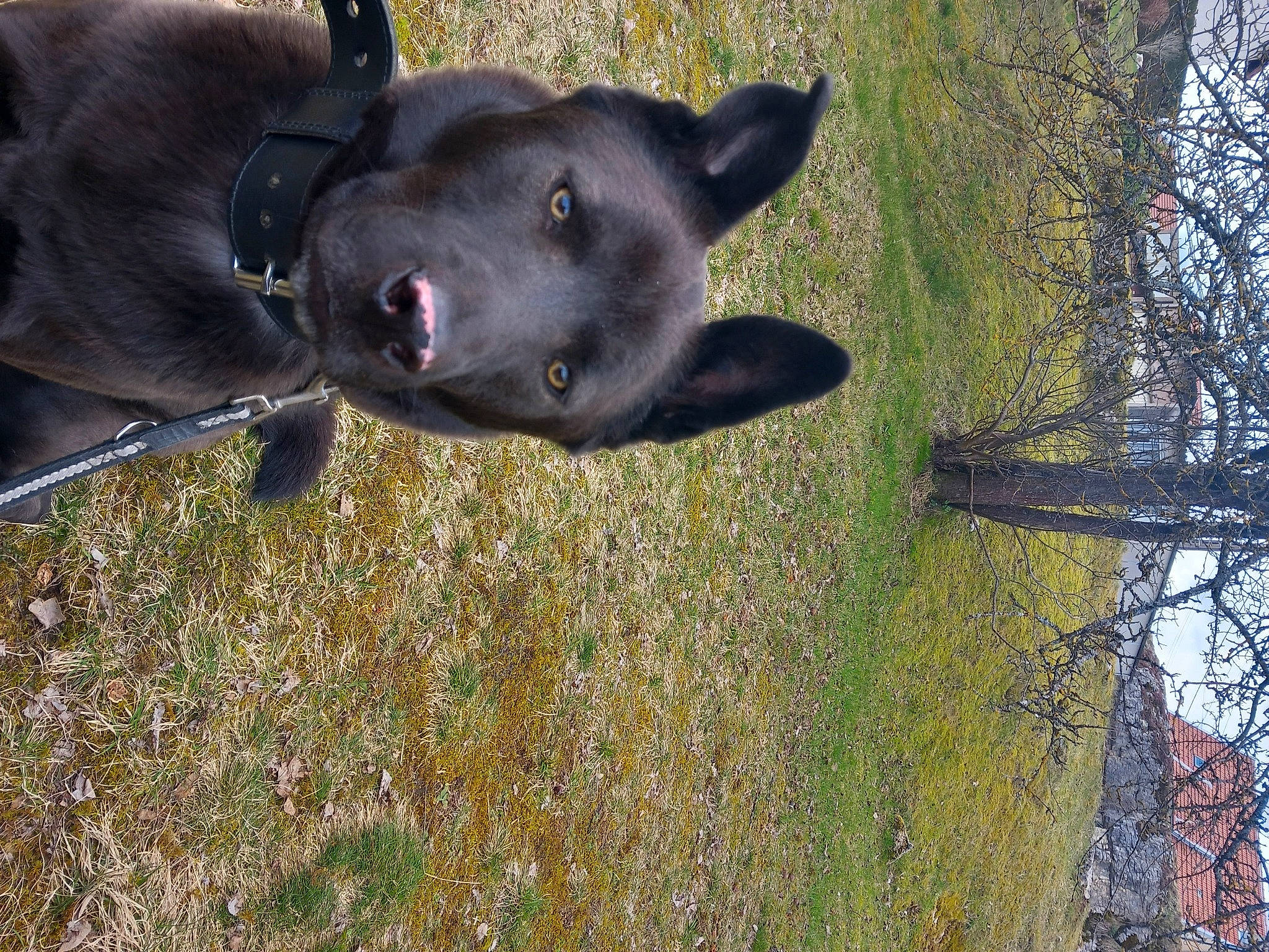 Snoopy participe au concours pour gagner de l'argent avec cette photo : borador, canidae, carnivore, collar, companion_dog, dog, dog_breed, fawn, grass, guard_dog, plant, snout, sporting_group, tail, terrestrial_animal, tree, trunk, twig, whiskers, working_animal