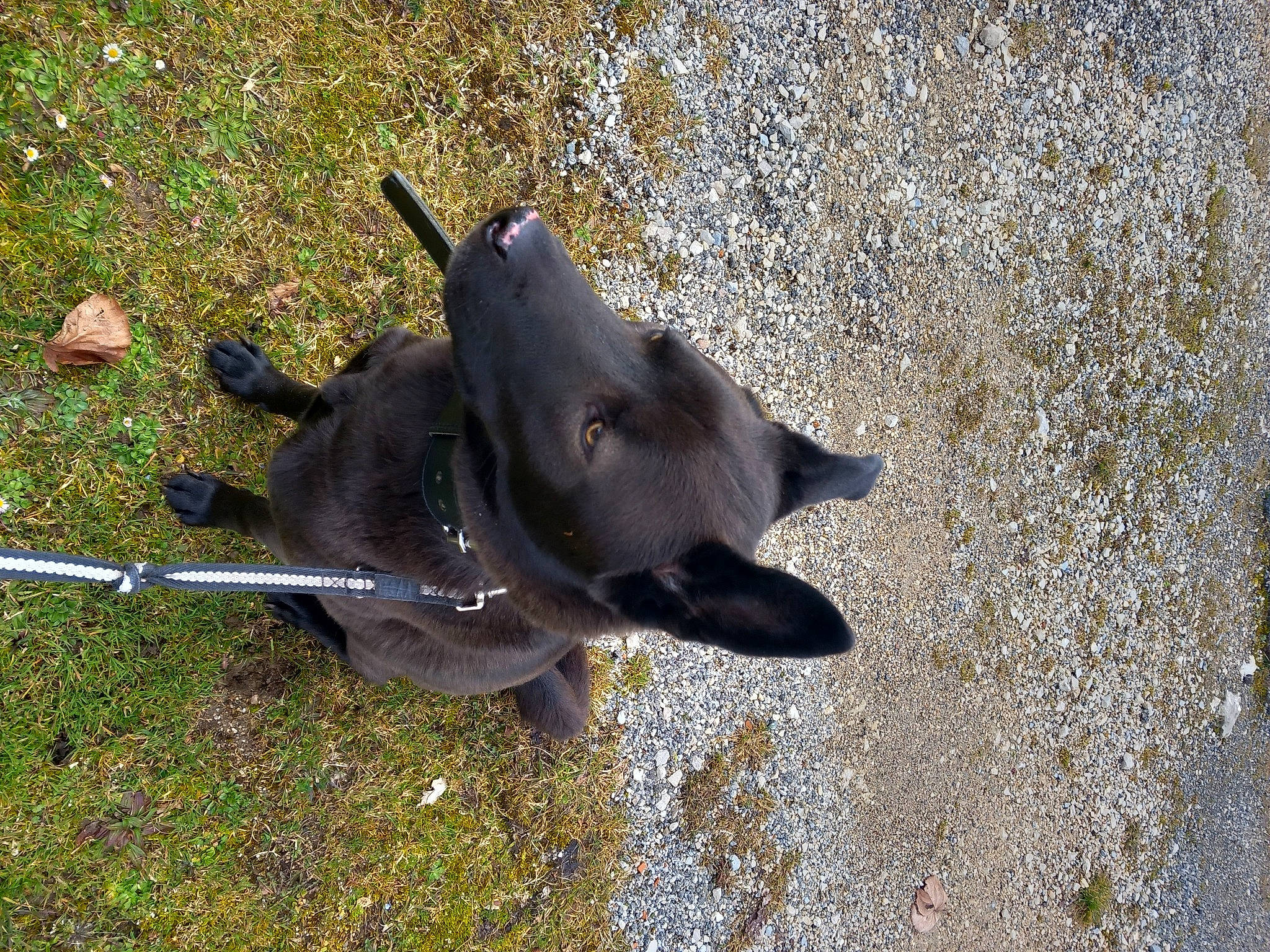 Snoopy participe au concours pour gagner de l'argent avec cette photo : canidae, carnivore, collar, dog, dog_breed, fashion_accessory, fawn, fin, grass, natural_material, non_sporting_group, road_surface, sand, shadow, snout, soil, sporting_group, tail, terrestrial_animal, working_animal
