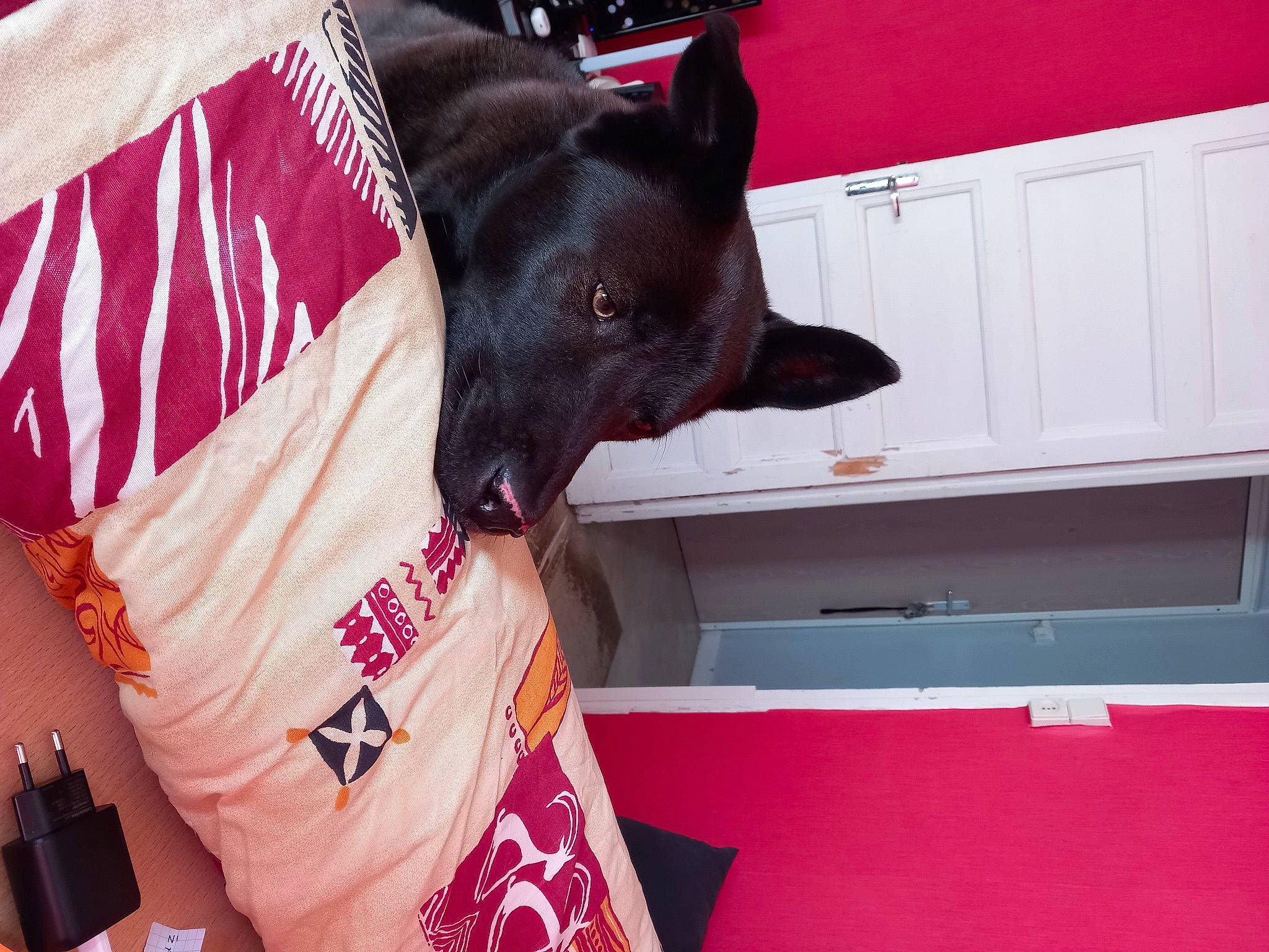 Snoopy a rejoint le concours — aidez-le/la à gagner de superbes lots ! canidae, carmine, carnivore, collar, companion_dog, dog, dog_breed, dog_collar, dog_supply, fashion_accessory, fawn, fur, gesture, guard_dog, magenta, pink, sleeve, snout, sporting_group, working_animal