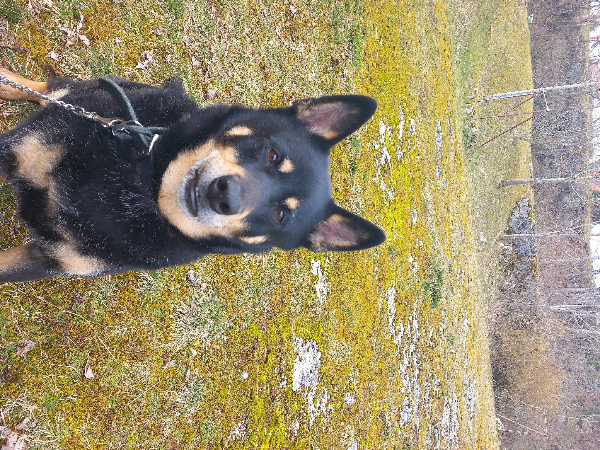 Boomer a rejoint le concours — aidez-le/la à gagner de superbes lots ! art, canidae, carnivore, dog, dog_breed, east_european_shepherd, fur, guard_dog, herding_dog, plant, snout, sporting_group, terrestrial_animal, tree, trunk, wildlife, window, wood, working_animal, working_dog