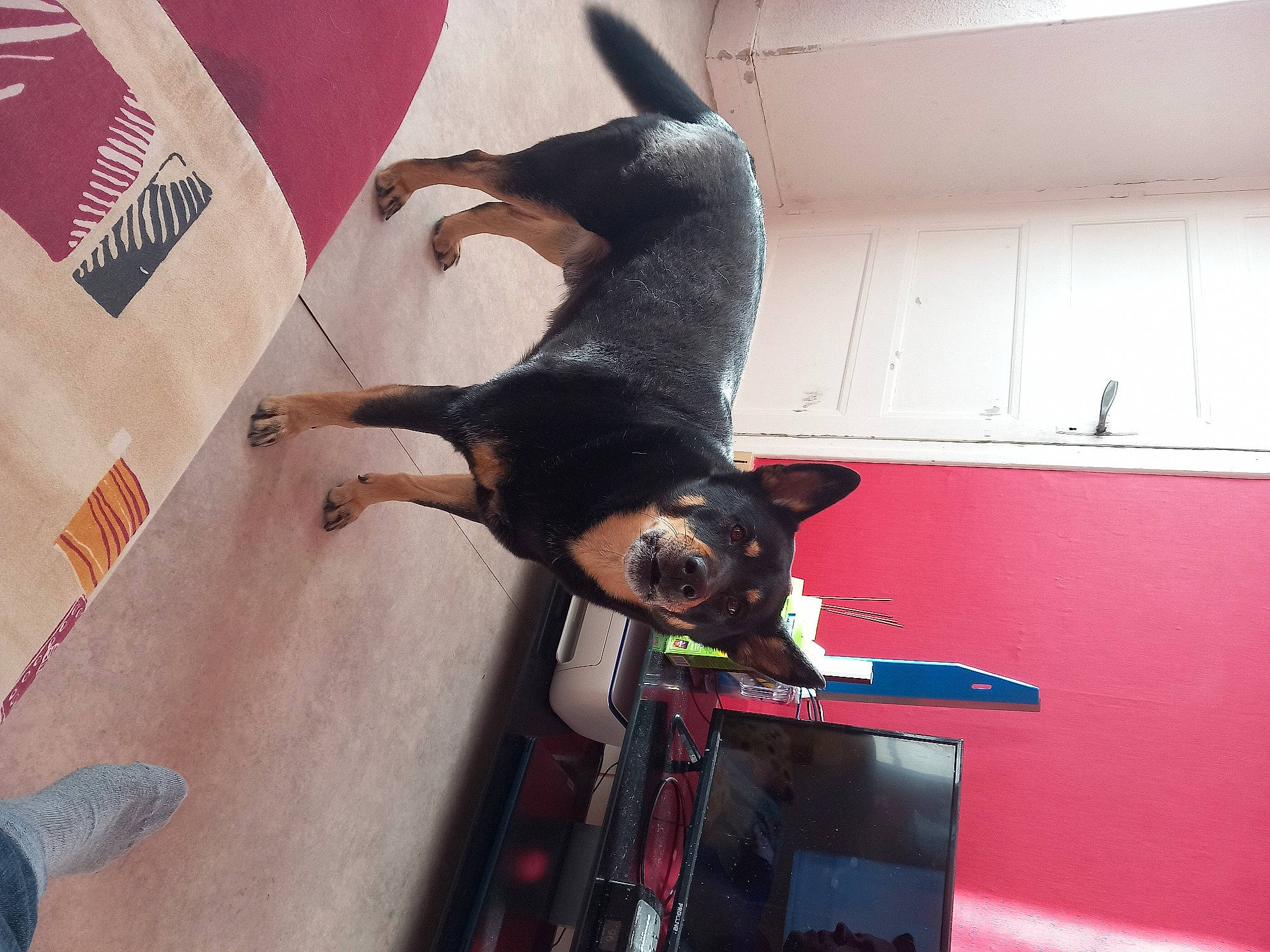 Boomer a rejoint le concours — aidez-le/la à gagner de superbes lots ! canidae, carnivore, cat, collar, comfort, companion_dog, dog, dog_breed, elbow, fawn, felidae, fur, guard_dog, paw, room, small_to_medium_sized_cats, snout, sporting_group, tail, working_animal