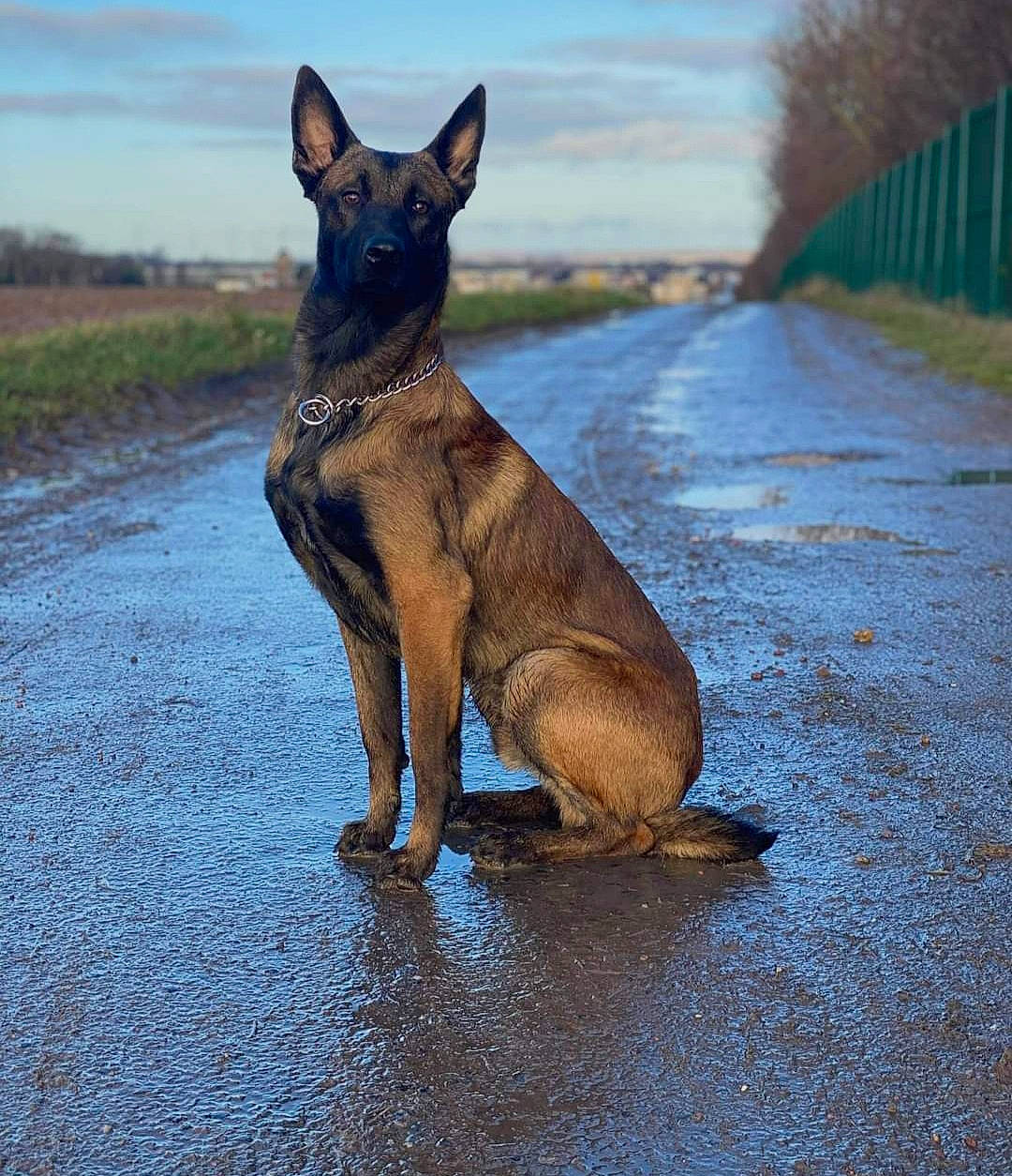 Paolo a rejoint le concours — aidez-le/la à gagner de superbes lots ! canidae, carnivore, cloud, collar, dog, dog_breed, dog_collar, electric_blue, fawn, liver, plant, sky, snout, sporting_group, tail, terrestrial_animal, water, wildlife, working_animal, working_dog