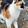 cat, calico_cat, animal, pet, feline, standing, outdoors, rocky_ground, orange_fur, black_fur, white_fur, green_eyes, whiskers, pointed_ears, portrait, close_up, natural_light, backyard, alert, long_tail
