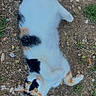 cat, calico_cat, fluffy, lying_down, belly_up, outdoor, dirt, ground, stones, grass, tail, striped_tail, white_fur, black_patches, orange_patches, green_eyes, whiskers, ears, playful, portrait