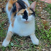 Moon participe au concours pour gagner de l'argent avec cette photo : cat, calico_cat, animal, pet, feline, sitting, outdoor, grass, garden, brick_pavement, tricolor, white_fur, orange_fur, black_fur, green_eyes, whiskers, ears, paws, portrait, nature