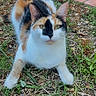 cat, calico_cat, animal, pet, feline, sitting, outdoor, grass, garden, brick_pavement, tricolor, white_fur, orange_fur, black_fur, green_eyes, whiskers, ears, paws, portrait, nature