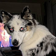 Sadie joined the competition — help win amazing prizes! animal, bed, black_and_white, blanket, blurred_background, companion, curtains, dog, domestic, ears, face, fur, indoor, looking, muzzle, pet, portrait, red_eyes, television, window