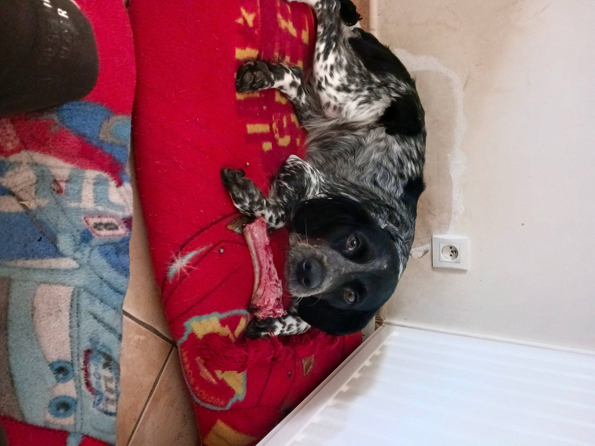 Nala participe au concours pour gagner de l'argent avec cette photo : canidae, carmine, carnivore, companion_dog, dog, dog_breed, dog_supply, fur, grey, guard_dog, magenta, non_sporting_group, pattern, pet_supply, snout, sporting_group, tail, visual_arts, whiskers