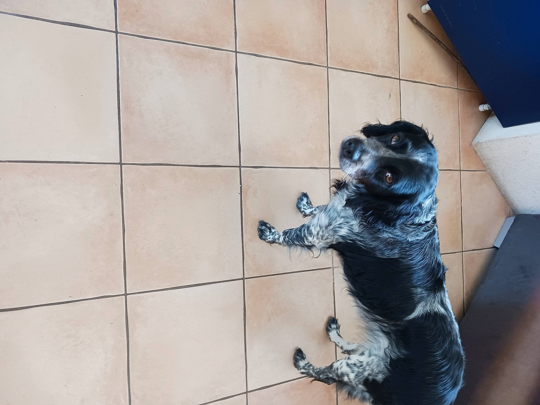 Nala participe au concours pour gagner de l'argent avec cette photo : art, black_cat, blue, canidae, carnivore, claw, dog_breed, domestic_short_haired_cat, felidae, flooring, fur, metal, paw, sculpture, small_to_medium_sized_cats, snout, sporting_group, tail, terrestrial_animal, whiskers