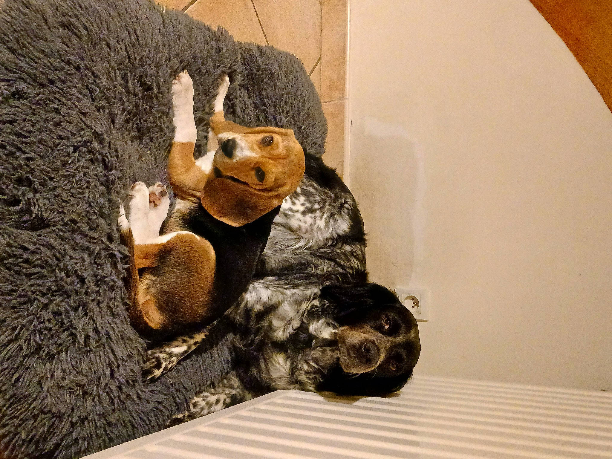 Nala participe au concours pour gagner de l'argent avec cette photo : animal_figure, art, fawn, figurine, flooring, fur, gesture, metal, plush, room, snout, still_life, still_life_photography, stuffed_toy, teddy_bear, toy, visual_arts, whiskers, wood